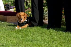 WI-Wedding-Farm-Ring-Bearer