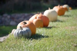 WI-Wedding-SunflowerHill-Country-Chic-Photography-Pumpkins-Fall